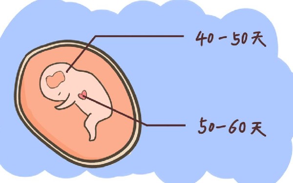试管婴儿龙凤胎费用大揭秘附2024年助孕双胞胎价格明细表